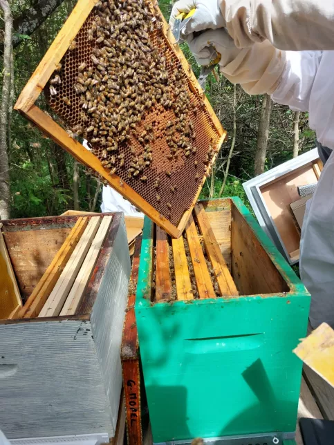 interieur d'une ruche et ses abeilles